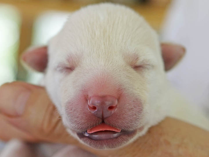 chinook puppy